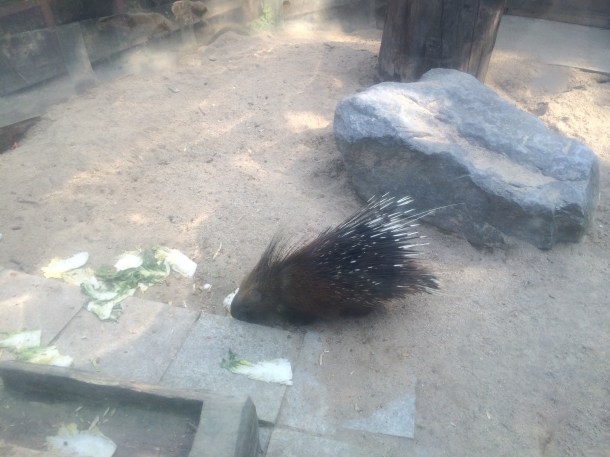 11 porcupines